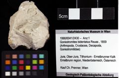 Foto (Objket + Etiketten) von Goniodromites bidentatus (Reuss, 1859) 